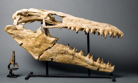 Large Mosasaur Skull Fossil