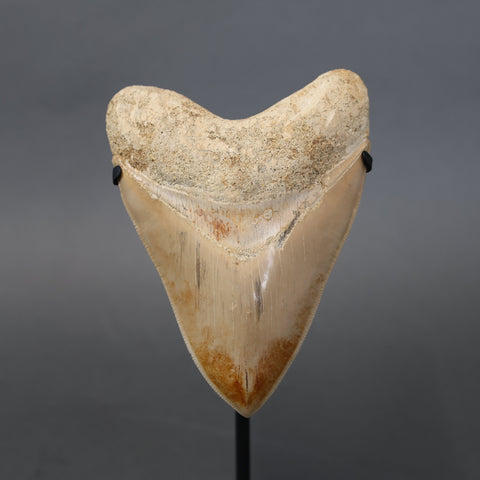 Megalodon Shark Tooth - 5.78"