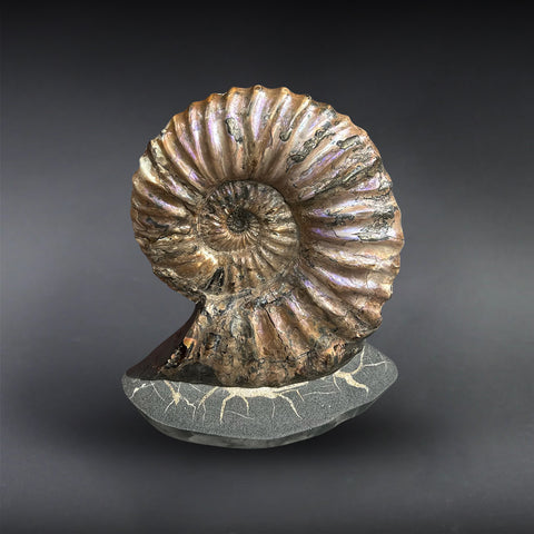 Iridescent Paradeshayesites Ammonite, 10.75"