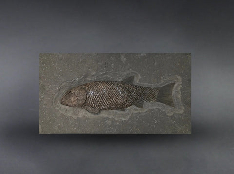 Rare Fossil Fish, Lepidotes elvensis - 26.7"