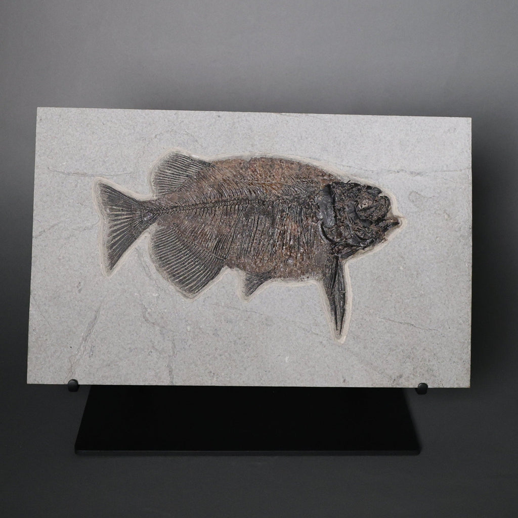 魚化石 本物 Fossil Fish 希少 27*16cm厚さ0.9-1.4cm Fossil Fish for Sale - Phareodus. – Fossil Realm