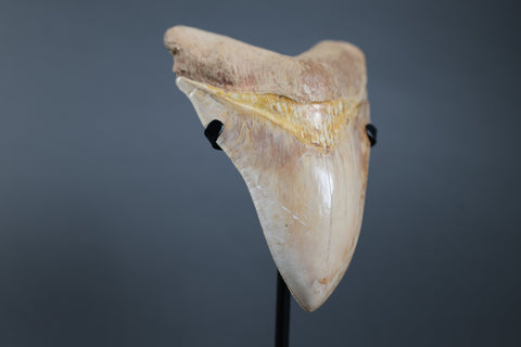 Lustrous Megalodon Tooth - 5.85"