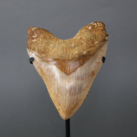 Megalodon Shark Tooth - 5.95"