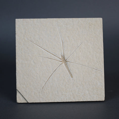Fossil Water Strider from Solnhofen, Germany