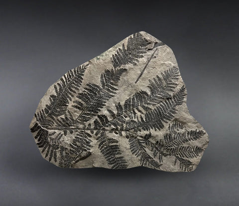 Carboniferous Fern, Montceau-les-Mines, France