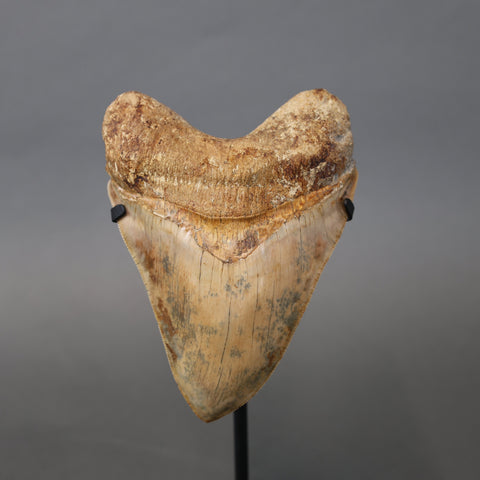 Megalodon Shark Tooth - 5.80"