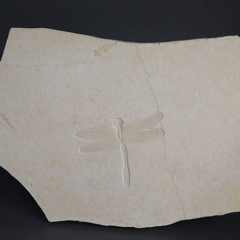 Stunning Fossil Dragonfly, Solnhofen