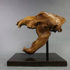 Fossil Cave Bear Skull, 19”