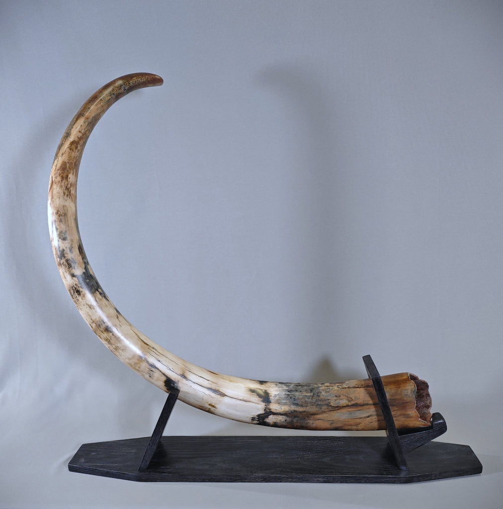 Woolly Mammoth Tusk for Sale - 48