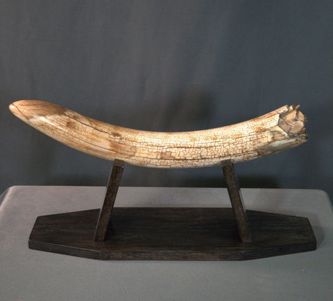 Woolly Mammoth Tusk - 23.5”