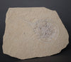 Fossil Horseshoe Crab - 4.88"