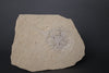 Fossil Horseshoe Crab - 4.88"