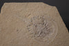 Fossil Horseshoe Crab - 4.88"