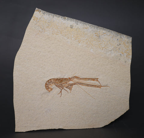 Fossil Lobster from Solnhofen, Germany - 6.32"