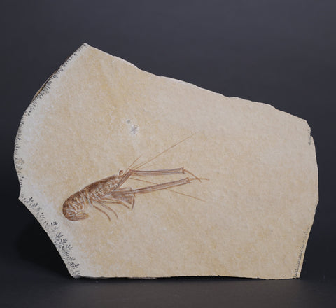 Fossil Lobster from Solnhofen, Germany - 3.99"