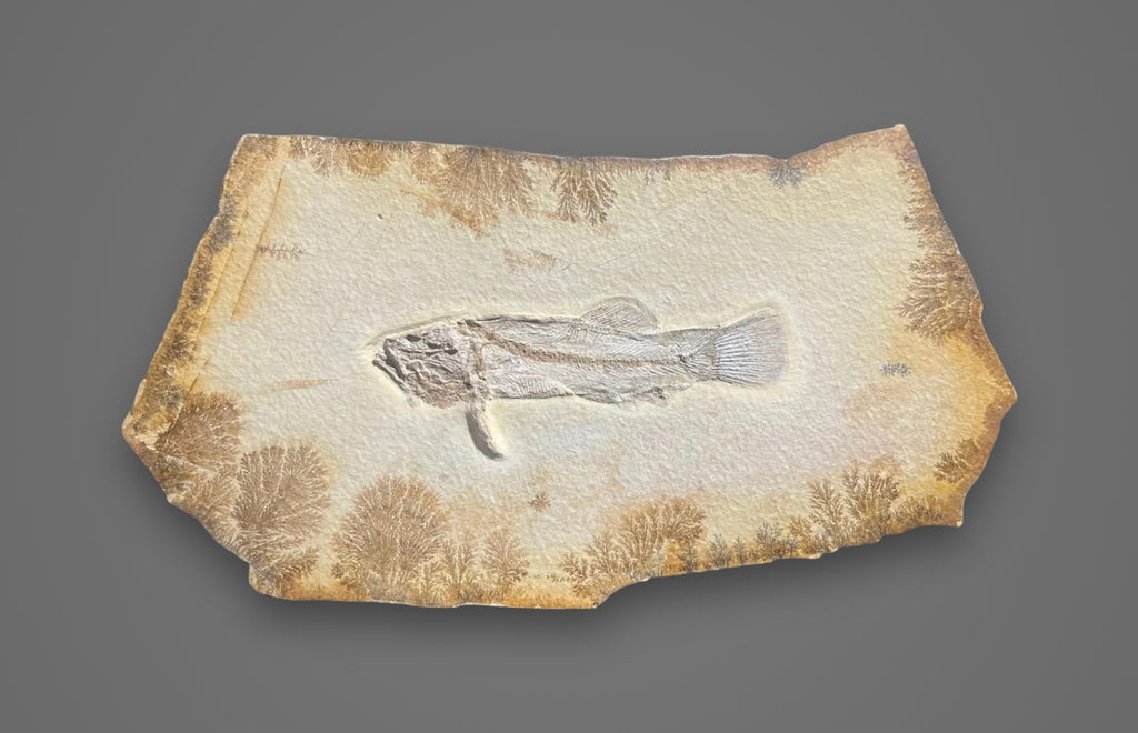 Superb Solnhofen Fish for Sale Aspidorhynchus Fossil Realm