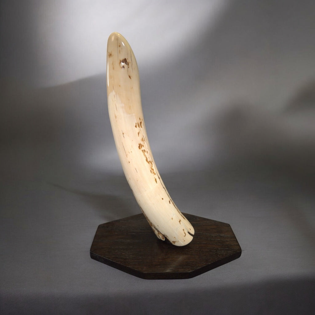 Woolly Mammoth Tusk for Sale - 69