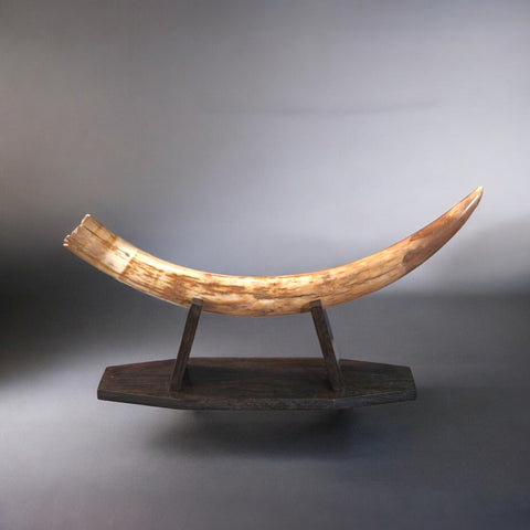 Woolly Mammoth Tusk - 31.5”