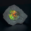 Iridescent Ammonite in Matrix, 11.25"