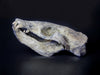 Prehistoric Sea Lion Skull, Rare Specimen - 16”