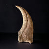 Matchless Spinosaurus Hand Claw - 5.17"