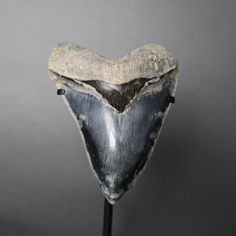 Megalodon Shark Tooth - 5.99"