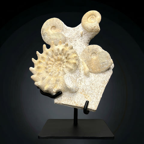 Ammonite Association (3 species), France - 8.5"