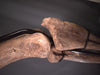 Forelimb of Brachylophosaurus canadensis