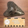 Megalodon Tooth, Pyrite Inlay - 5.98"