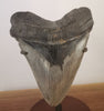 Huge Serrated Meg Tooth - 5.85"