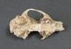 Oligocene Fox Skull, Hesperocyon - 3.6 inches