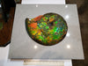 Iridescent Ammonite (Ammolite) in Quartz, 14"