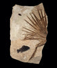 Large Fossil Palm with Fish - 61" x 38"