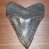 5.10" Megalodon Shark Tooth
