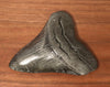 Megalodon Shark Tooth - 4.39 inches