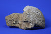 Agatized Fossil Coral, Florida - 10 inches 