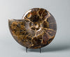 Ammonite Fossils for Sale: Spectacular Craspedodiscus Ammonite From Russia - 15.5 inches - back side