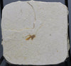 Fossil Grasshopper from Crato, Brazil