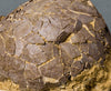 Fossils for Sale: Spectacular Rare Dinosaur Egg (Titanosaur) from France - Closeup 