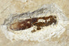 Fossil grashopper from Crato, Brazil 