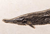 Fish Fossils for Sale: Spectacular Fossil Gar Fish from Green River Formation, Wyoming - 28.5 inches, Closeup 