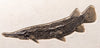 Spectacular Fossil Gar Fish from Wyoming - 28.5 inches 