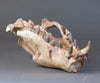 Hyaenodon horridus Skull - 11 inches