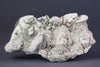 Gigantic Brontotherium (Titanotherium ingen) Teeth - 7.5 inches