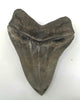 Superb Megalodon Tooth - 5.66 inches