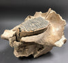 Woolly Mammoth Upper Jaw with Large Molar - 17 inches
