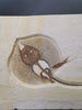 Fossil Stingray (Heliobatis) and Fish
