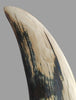 Rare Blue Mammoth Tusk, 8'2"