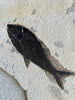 Fish Mural, Large Phareodus - 42" x 32"