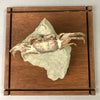 Fossil Crab, Macrophthalmus - 4.8 inches